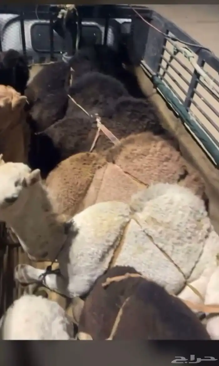 قعدان فل الفل بلدي 3