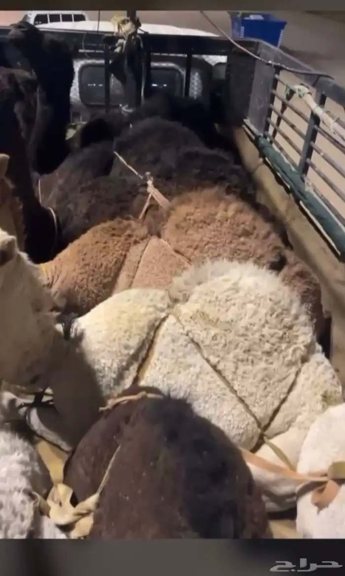 قعدان فل الفل بلدي 0