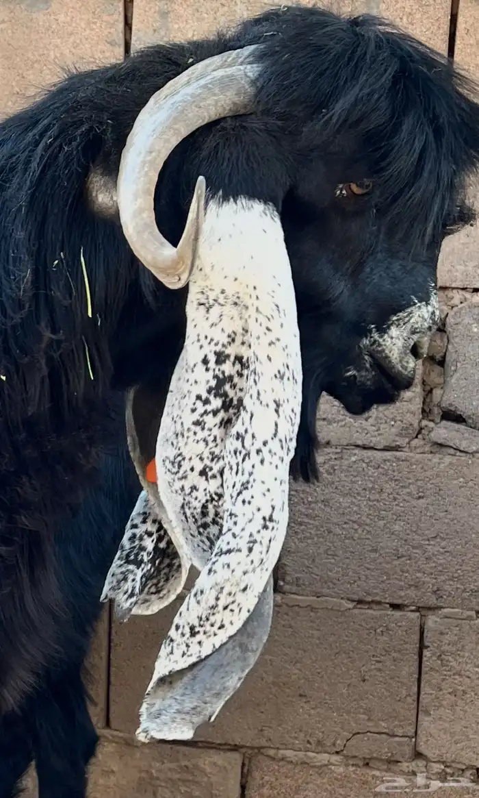 مستقبل تيس عارضي 6