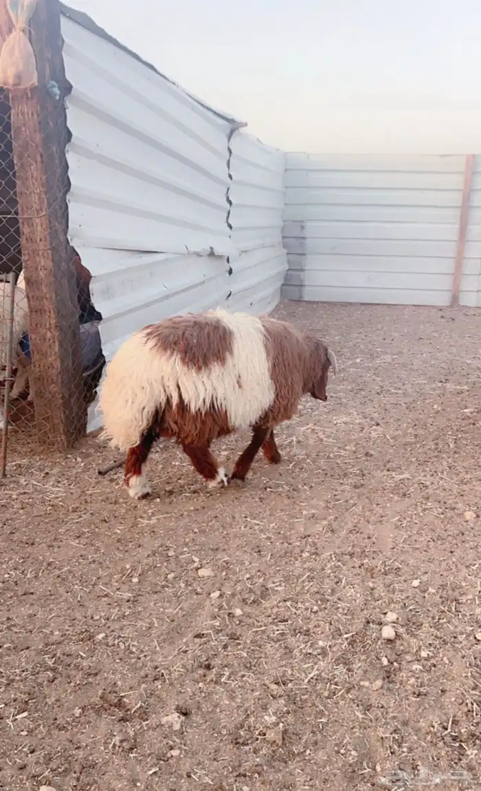 نعيم خرفان هرافى فاخر للآخر 1