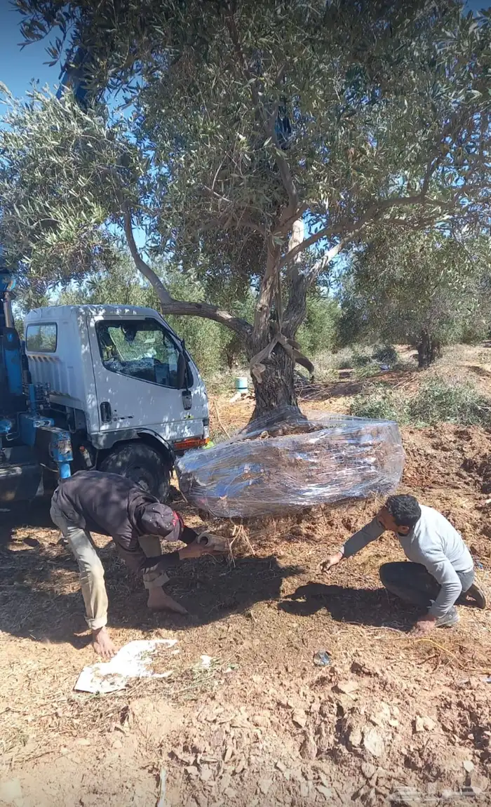 توريد وزراعة اشجار زيتون شجر زيتون 58