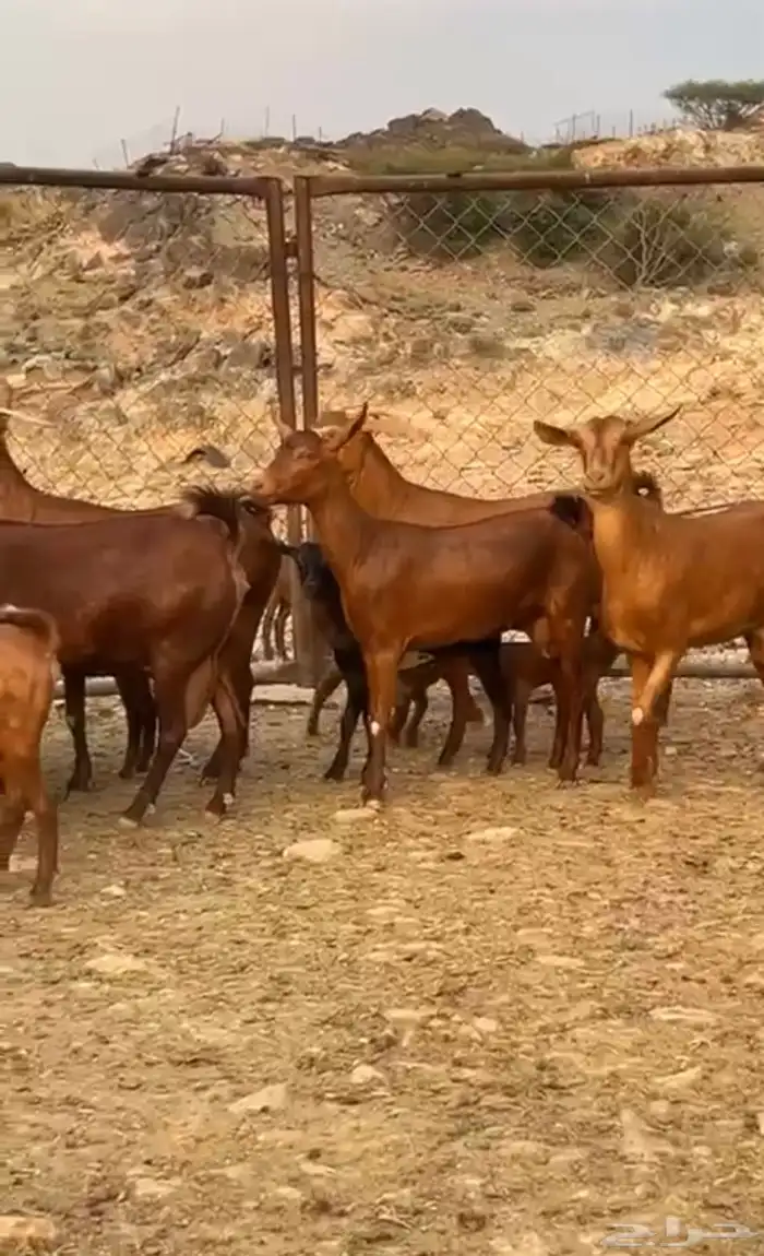 معزا متابيع دهم فواخر 4