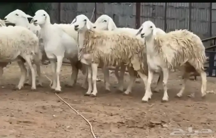 ضان ورخال حريات حرش فاخرة 14