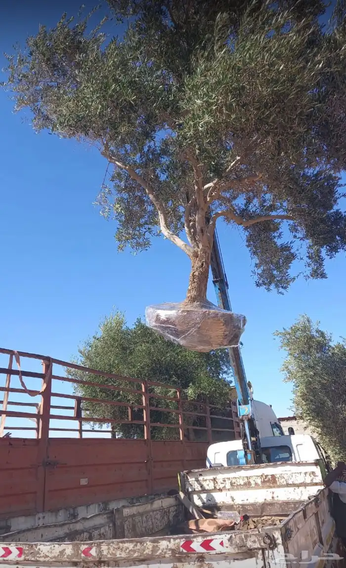 توريد وزراعة اشجار زيتون شجر زيتون 56