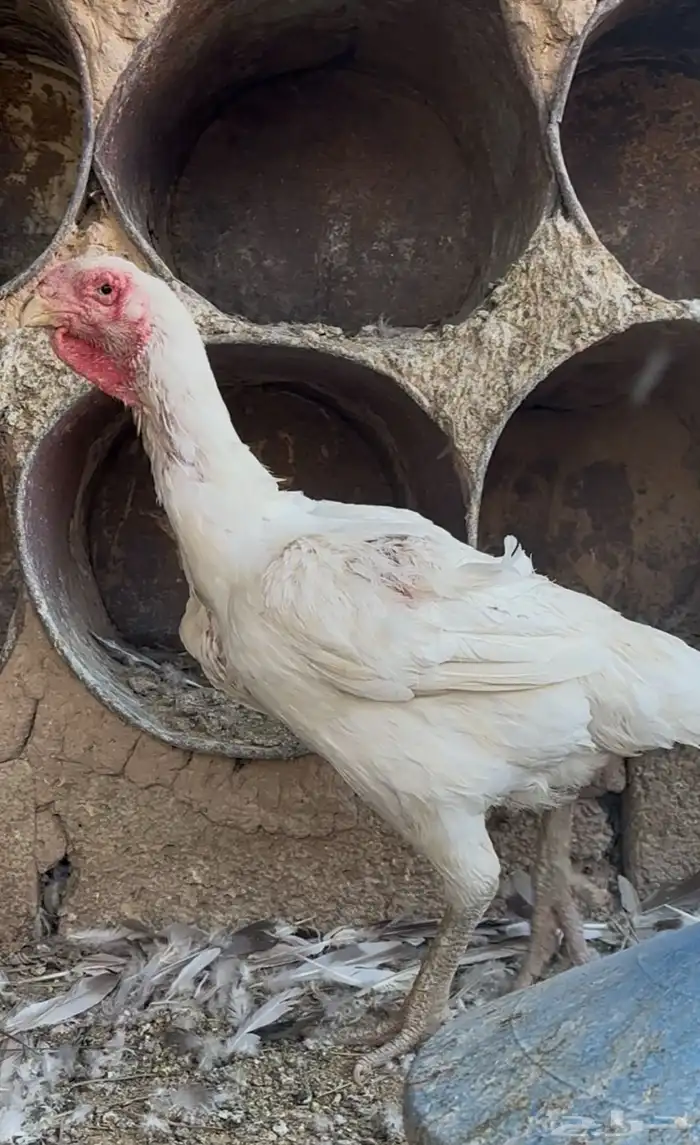 دجاجة فارسية طيبه ماشاءالله 0