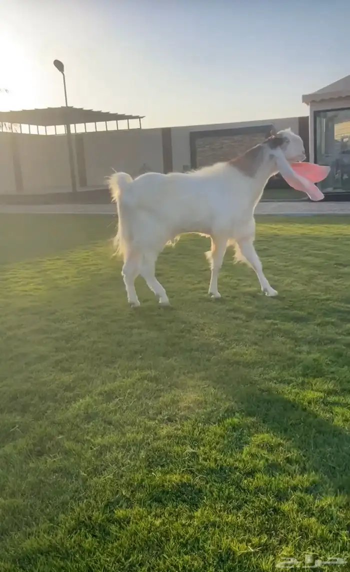 فحل مطور نادر 3