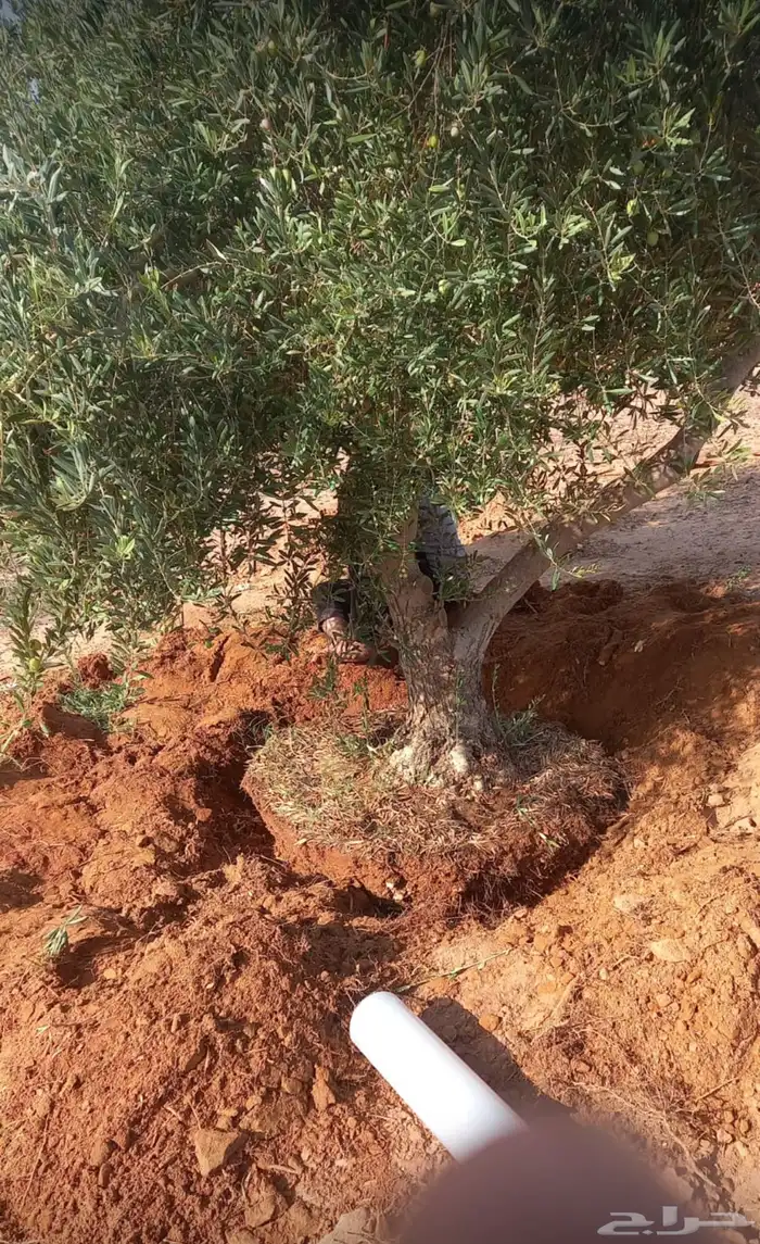 توريد وزراعة اشجار زيتون شجر زيتون 60
