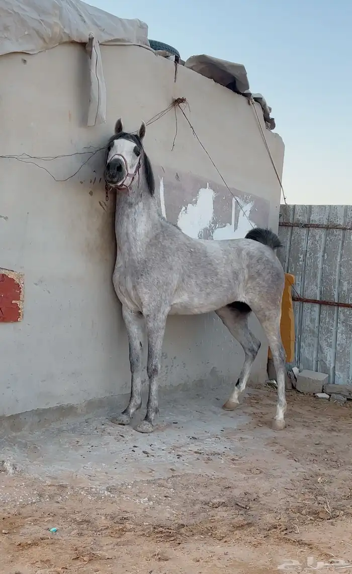 خيل 0