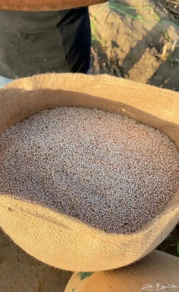 حب ذرة ابيض 0