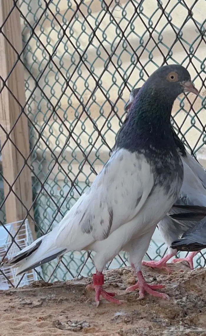 للبيع اجواز حمام بكستاني تيدي نوادر 1