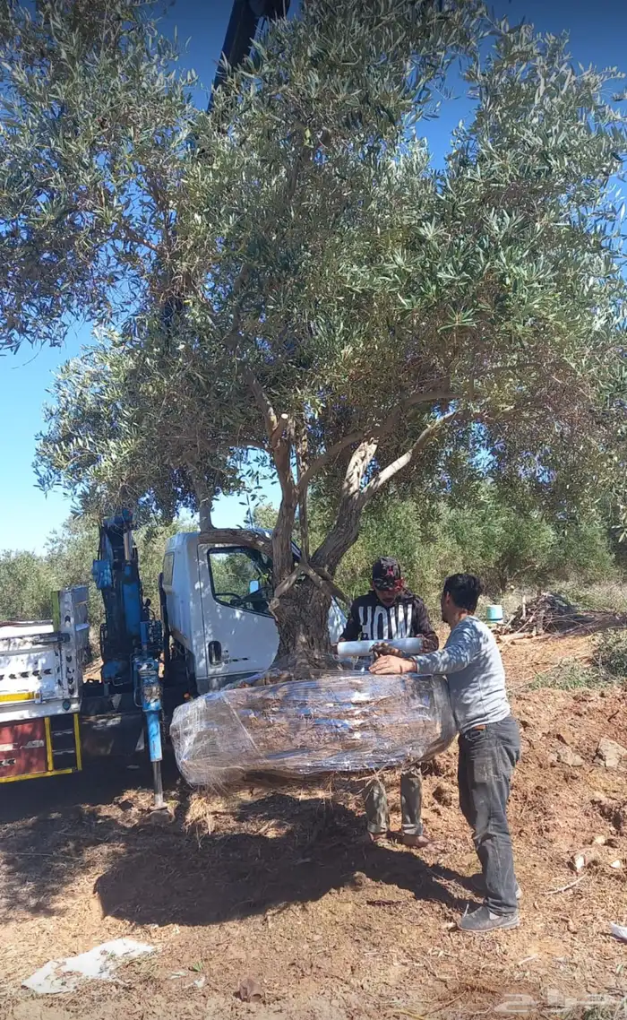 توريد وزراعة اشجار زيتون شجر زيتون 57