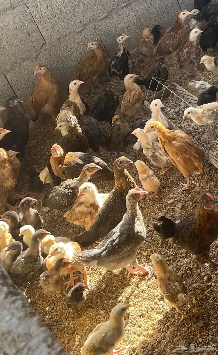 صوص العمر من اسبوع الى شهر 1