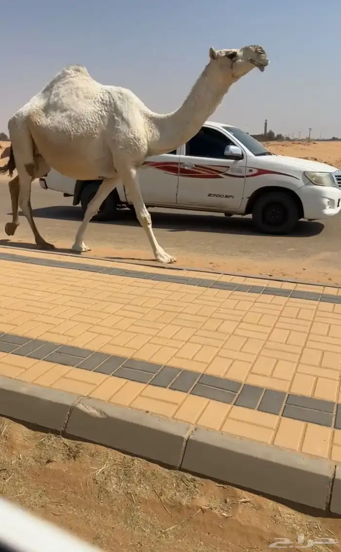 لقحة وضحاء كفو 1