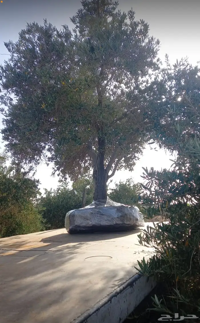 توريد وزراعة اشجار زيتون شجر زيتون 59