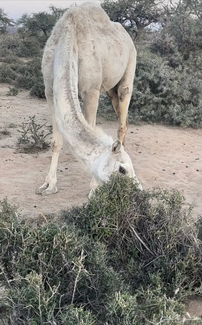 ناقه للبيع حايل 2