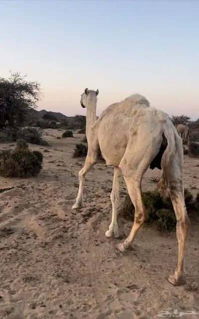 ناقه للبيع حايل index