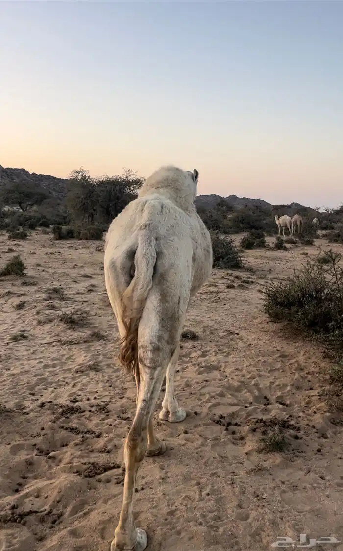 ناقه للبيع حايل 0