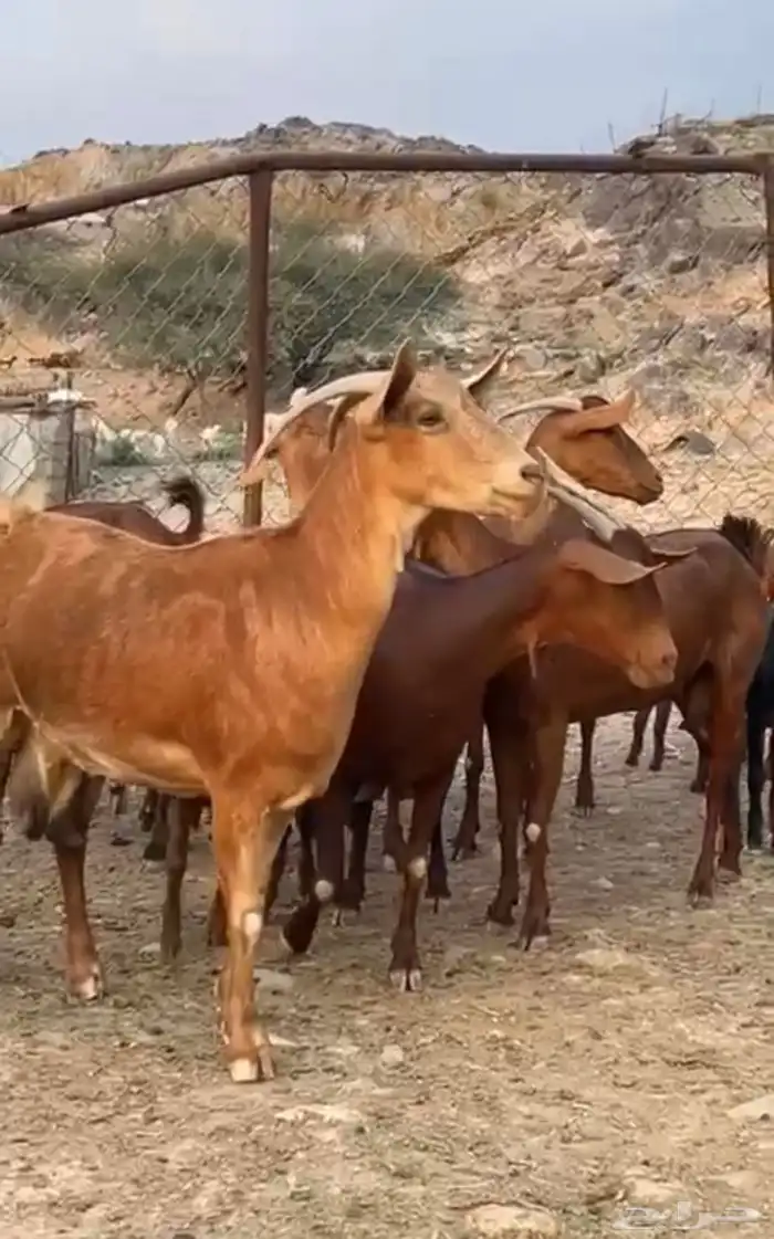 معزا متابيع دهم فواخر 2