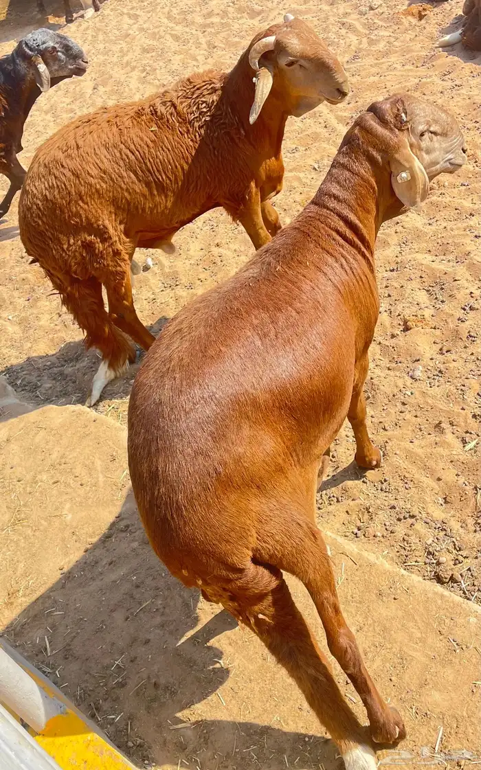 اجود انواع الغنم السواكنى 0