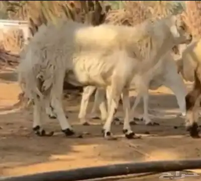 طلي خروف فحل index