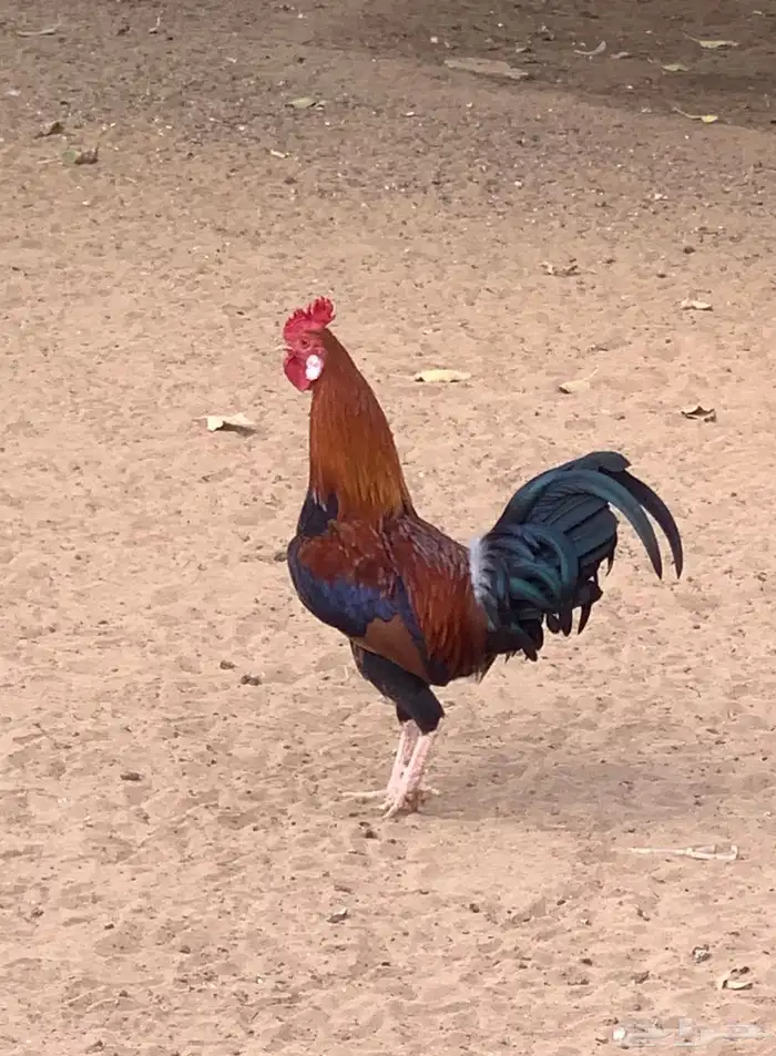 ديك بلدي فاخر 0