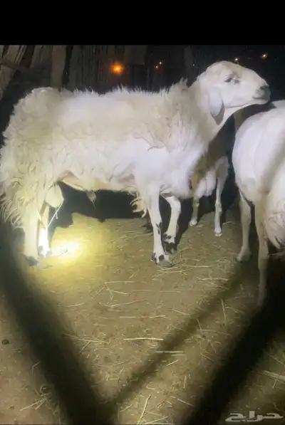 طلي خروف فحل index