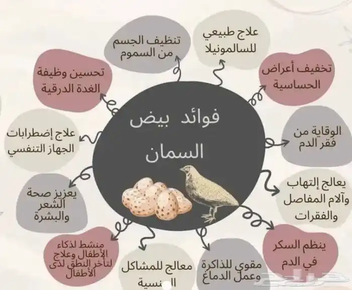 بيض سمان بلدي وتكساس 3