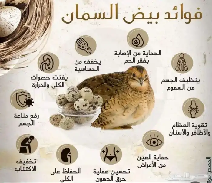 بيض سمان بلدي وتكساس 1