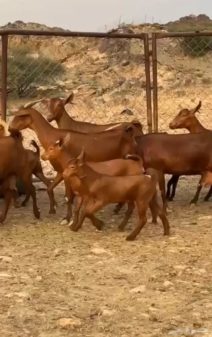 معزا متابيع دهم فواخر 3