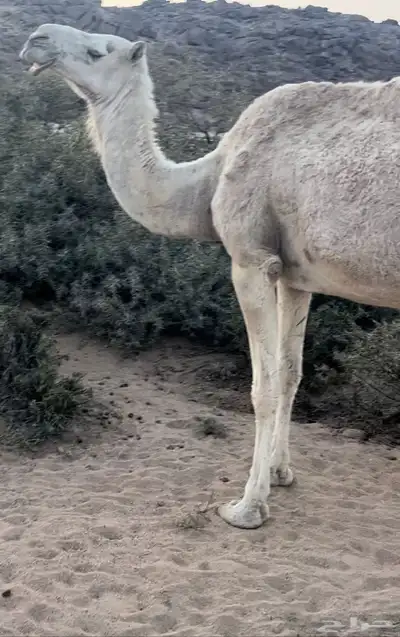 ناقه للبيع حايل index