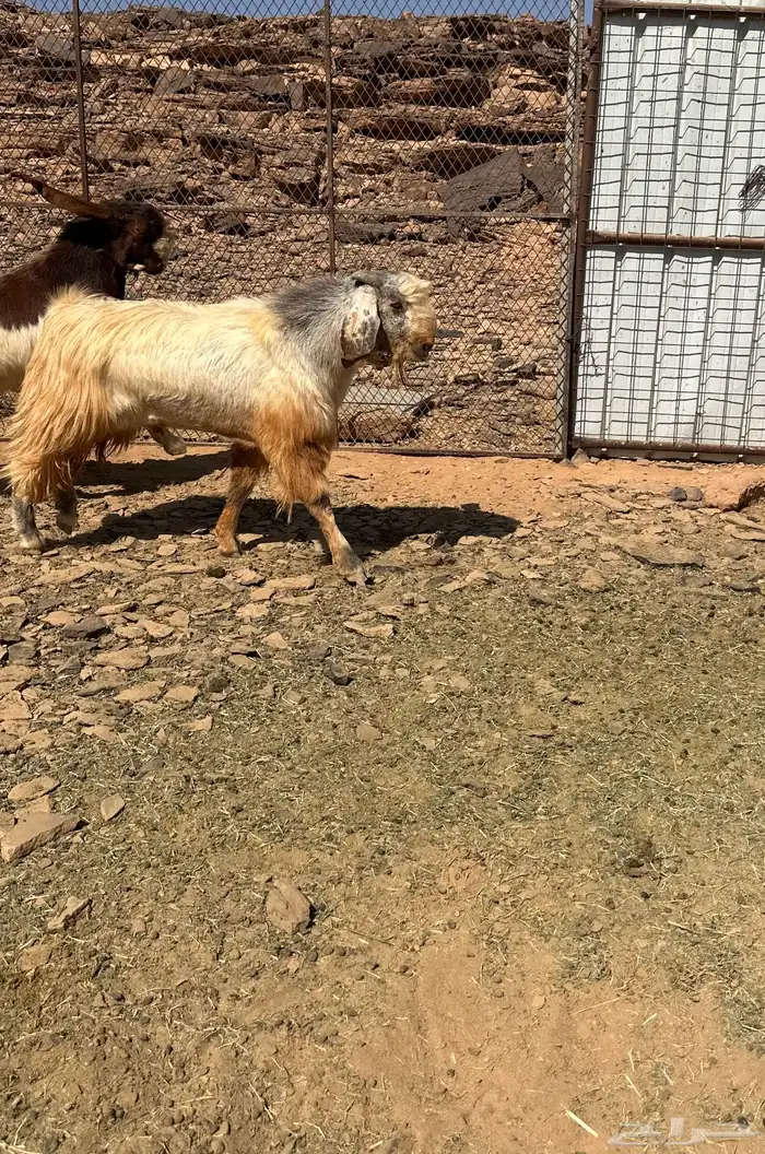 فحل صنف مشروك هاد الان قبرصي مع شامي الي يبي الحليب والحم 1