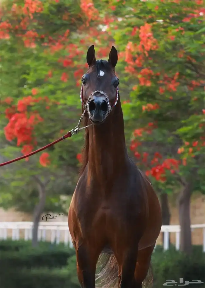 مطلوب افراس   مهرات مكس للبيع 0