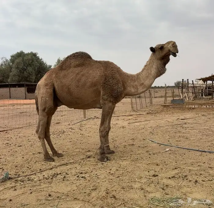 جمل اشعل طيب 6