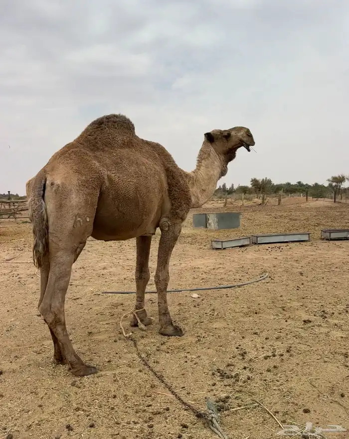 جمل اشعل طيب 8