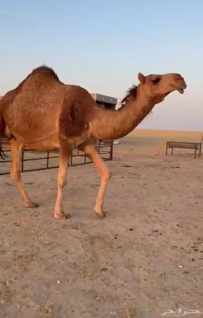 لقحه حمراء مجهيم مننتج ولدها قريب 0