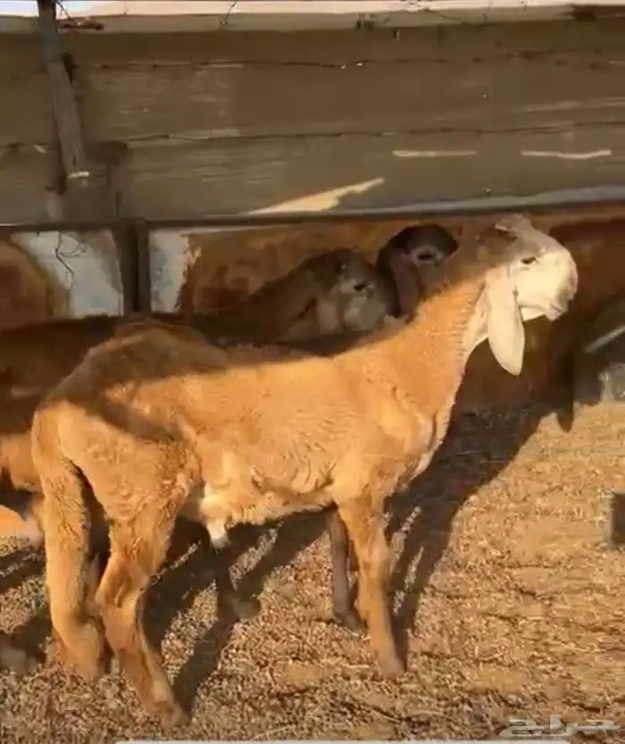 طليان ورخال سواكن بلدي 4