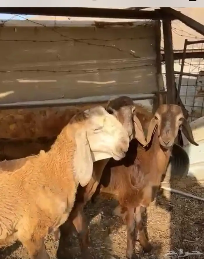 طليان ورخال سواكن بلدي 3