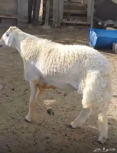 ذبائح طليان طبخ توصيل 0