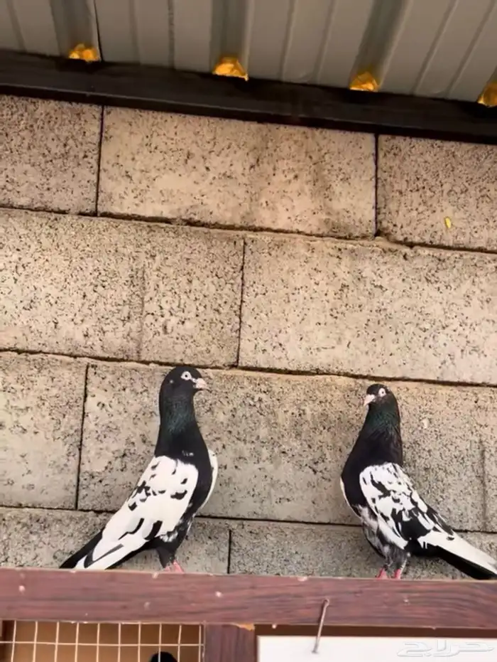 زوج رامبوري تب التوب ( تم البيع ) 1