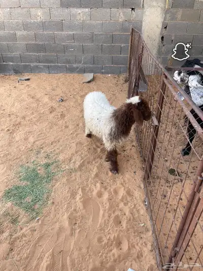 رخل طيبه index