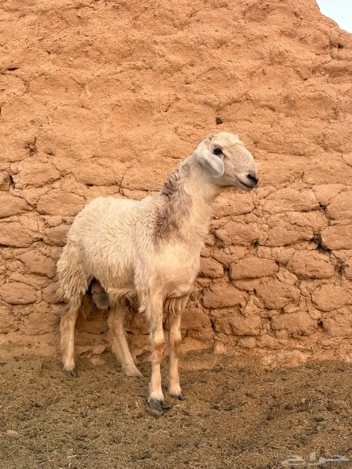 للبيع طلي حري مغلق 0