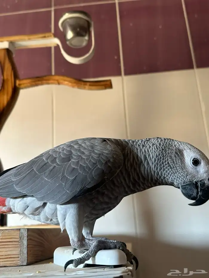 ببغاء 4