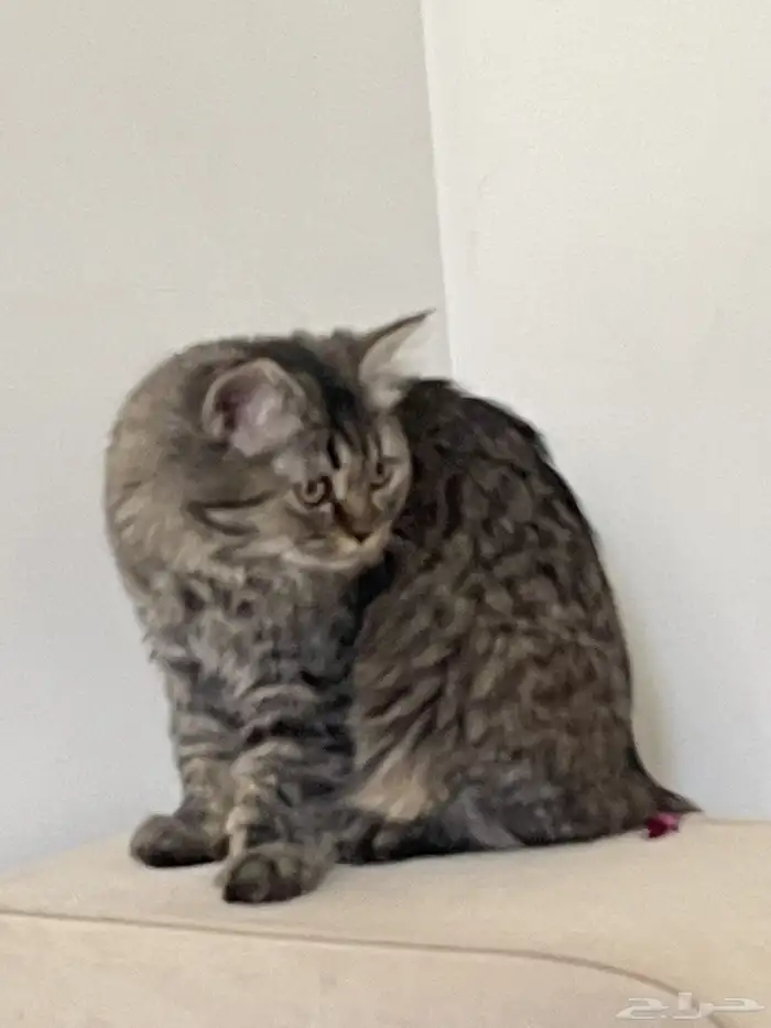 قطة هملايا 1