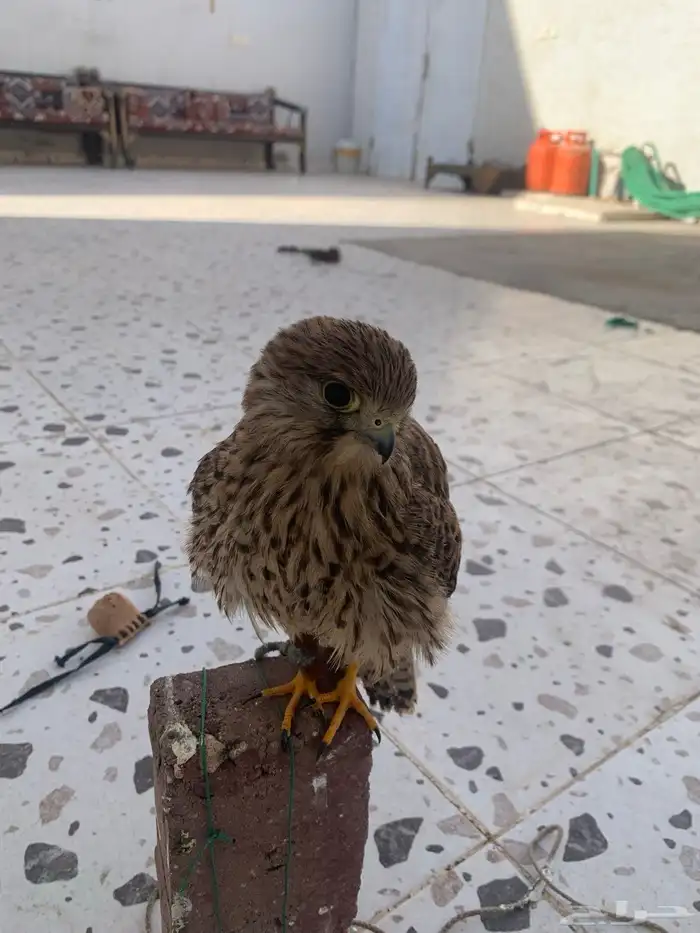 باشق للبيع سليم من جميع مرض يهد على دخله وعلى قمريه ينقز 1