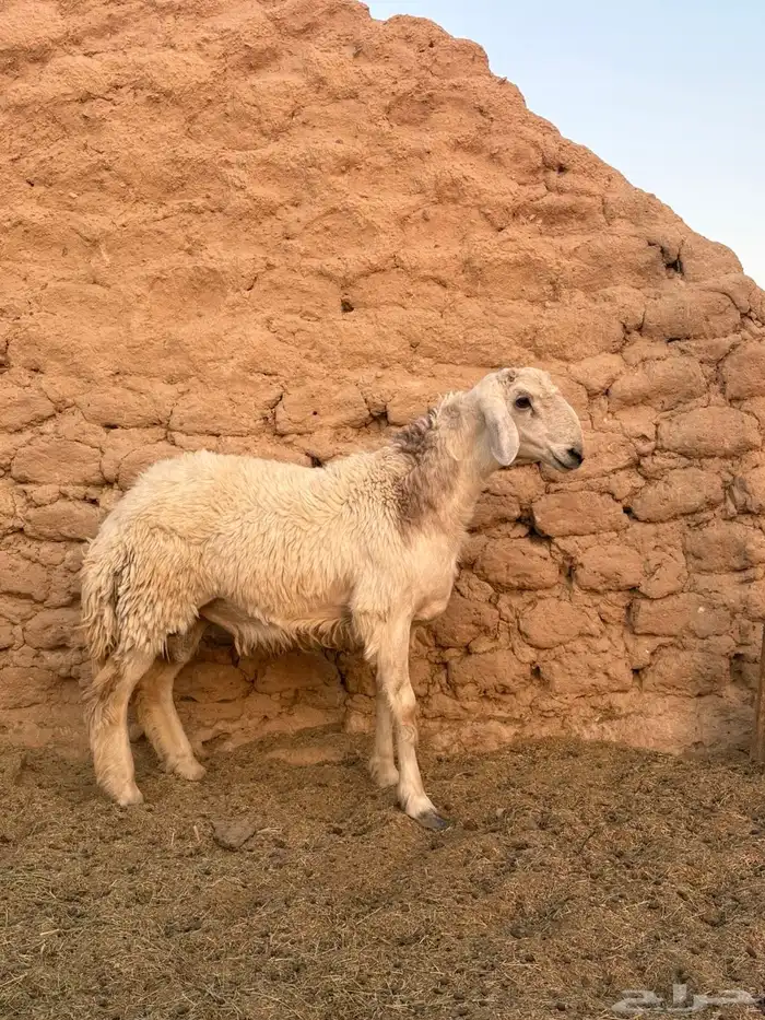 للبيع طلي حري مغلق 1