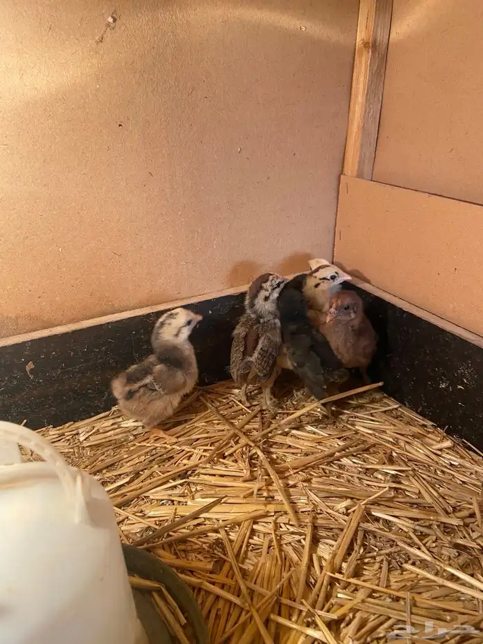 صوص بلدي تم البيع 3