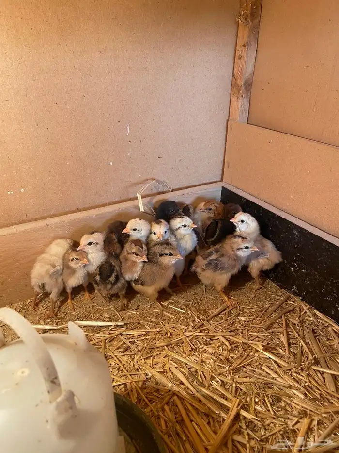 صوص بلدي تم البيع 1