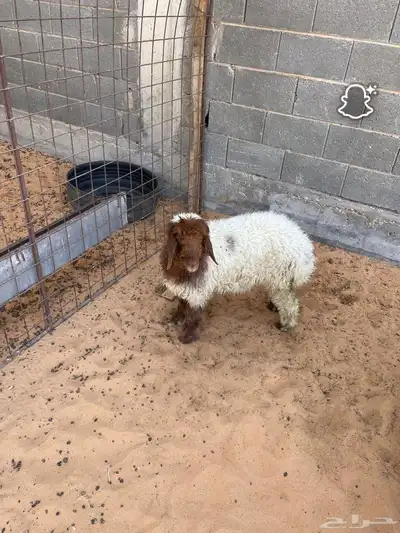 رخل طيبه index