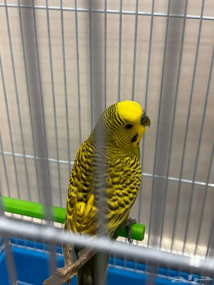 عصفور للبيع 0