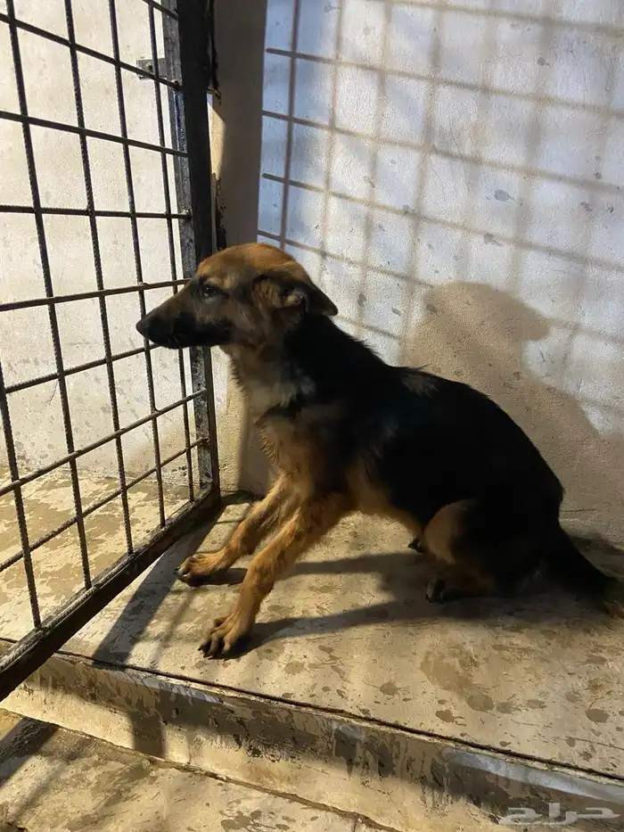 كلب جيرمان ذكر و أنثى 1